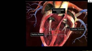 Valves of Heart