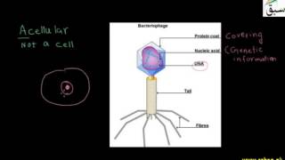 Status of Viruses