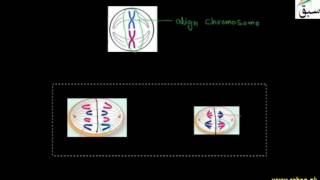 Comparison of Mitosis and Meiosis