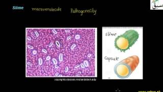 Structure of Bacteria Capsule, Slime and Pilli