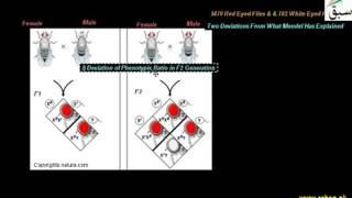 Sex Linkage in Drosophila