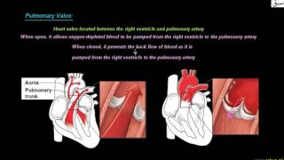 More on Valves of Heart