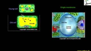 More on Vacuoles