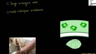 Gaseous Exchange in Plants