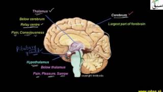 The Divisions of Brain, Forebrain