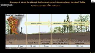 Secondary Succession