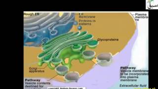 More on Golgi Apparatus
