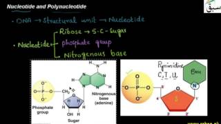 Nucleotide and Polynucleotide
