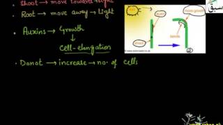 Auxins, Gibberellins