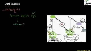 Light Reaction