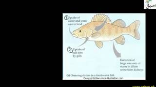 Osmoregulation in Different Enviroments
