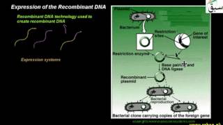 Expression of the Recombinant DNA