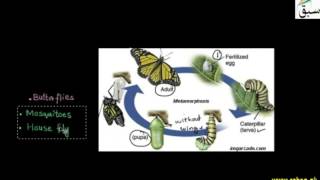 Metamorphosis