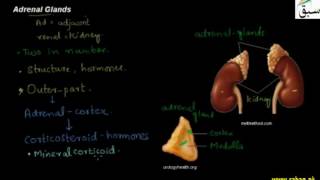 Adrenal Glands