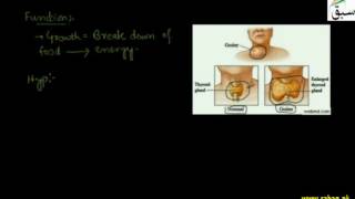 Thyroid Gland
