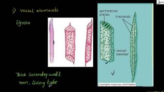 Xylem
