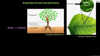 Stomatal Transpiration