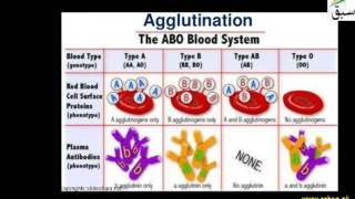 ABO-Blood Group System