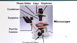 BIO201_Topic172