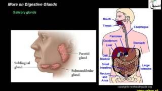 More on Digestive Glands