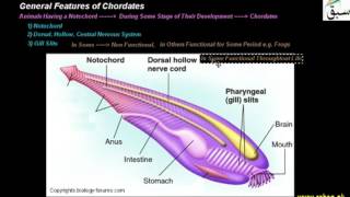 General Features of Chordates