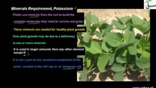 Minerals Requirement, Potassium
