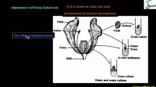 Ovary Culture