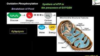 Oxidation Phosphorylation