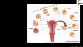Embryo, Embryology and Cleavage