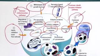 BIO201_Topic146