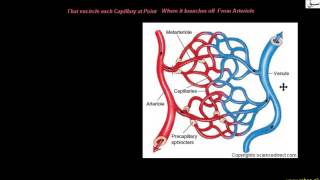 Role of Precapillary Sphincter