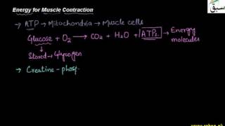Energy for Muscle Contration, Muscle Fatigue