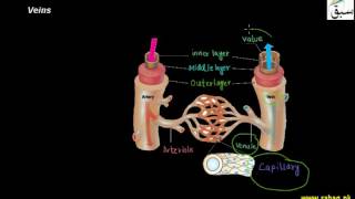 Capillaries, Veins
