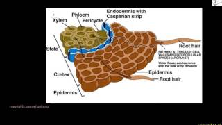 Apoplast Pathway