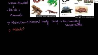 Temparature Classification of Animals