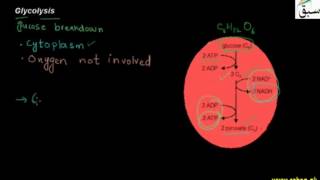 Glycolysis