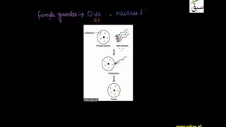 A Vehicle of Inheritance,Gametes as a Carriers of Genes