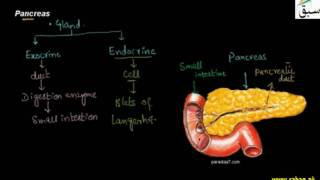 Pancreas