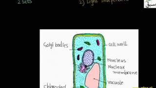 Mechanisim of Photosynthesis