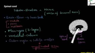 Spinal Cord