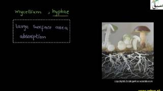 Characteristics of Fungi