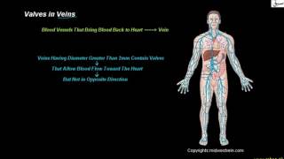 Valves in Veins