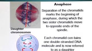 BIO201_Topic177
