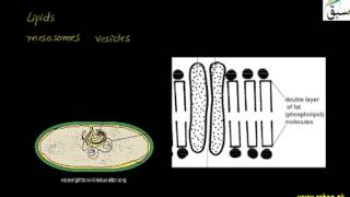 Cell Membrane, Cytoplasmic Matrix