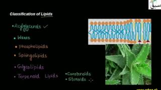 Classification of Lipids