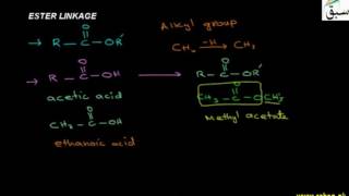 Ester Linkage