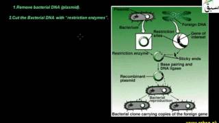Recombinant DNA Technology
