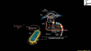 Single-Cell Protein