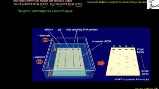 Gel Electrophorasis