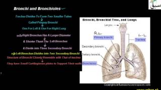 Bronchi and Bronchioles